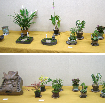 wakakishi_greenpot.jpg